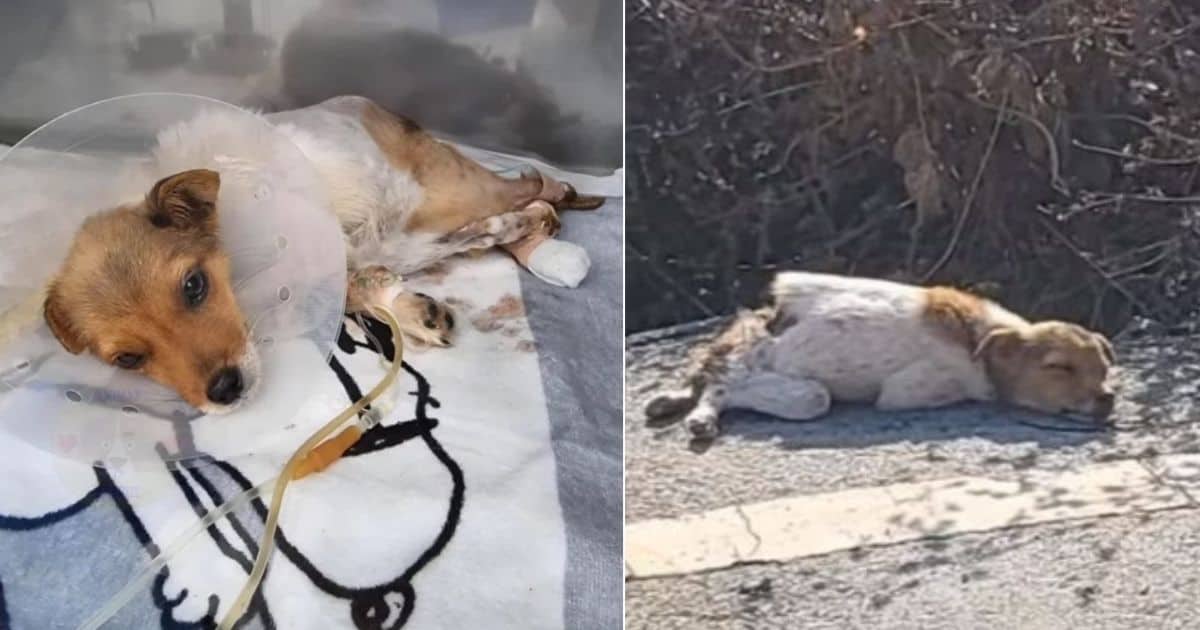 Rescuers Were Stunned To Find a Dog With A Broken Spine Abandoned Near The Road