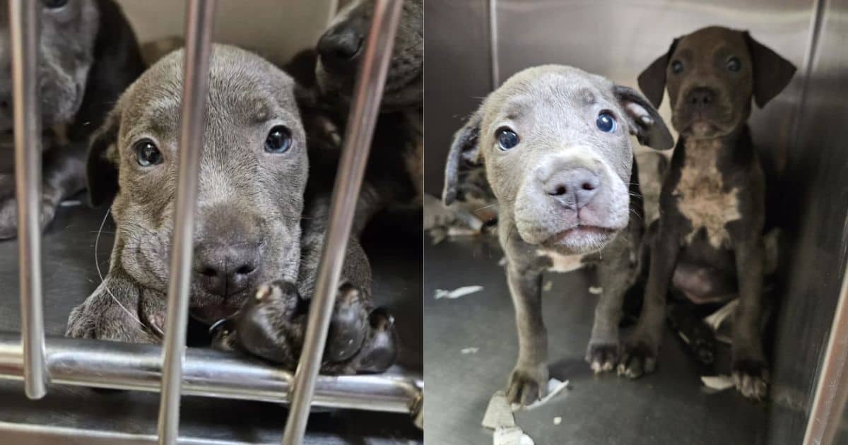 Abandoned Litter of 11 Puppies Seeks Loving Homes at Local Shelter