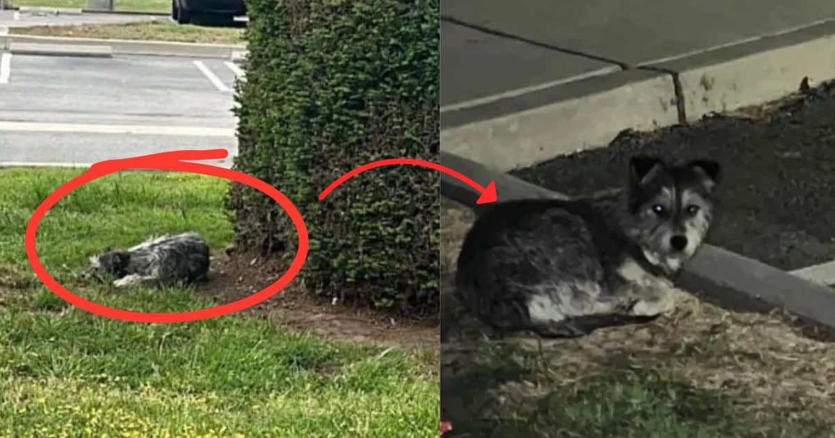 Loyal Dog Spends Over Two Weeks Waiting At The Same Spot For Her Family’s Return