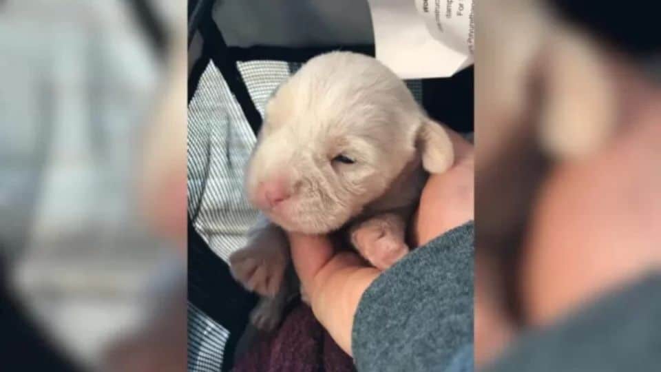 Injured Puppy Fights For Her Life After Being Left Alone On The Roadside