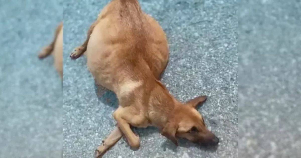 Dog with Swollen Belly Thrown from Truck Finally Gets Her Happy Ending