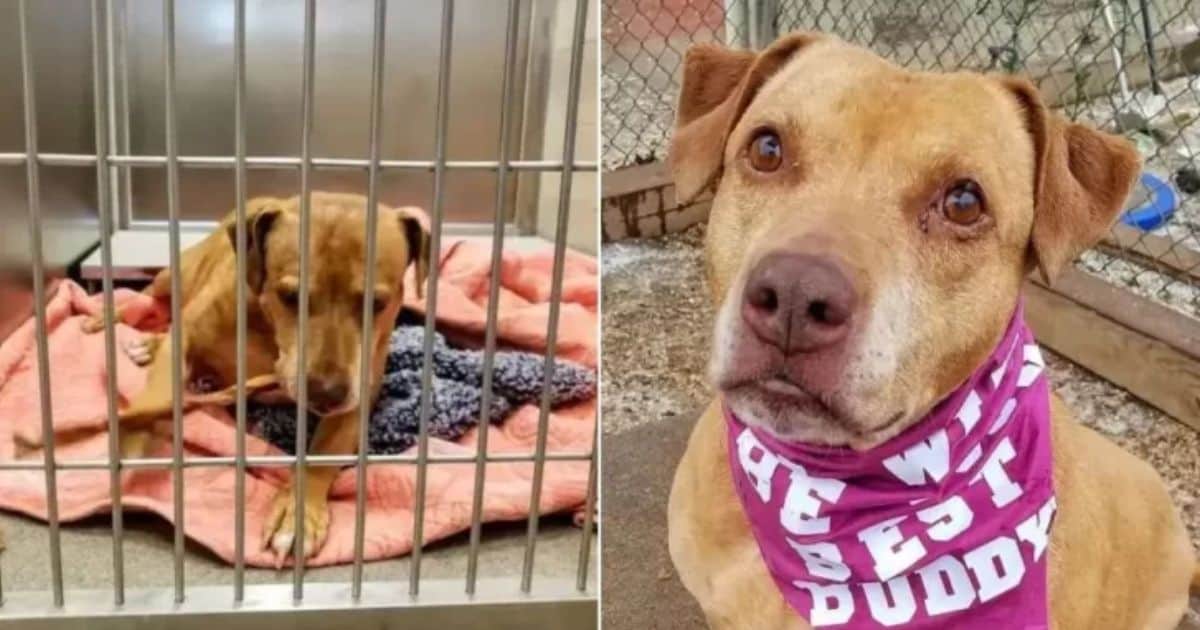 Pittie Finds Her Miracle After Years of Waiting for Owners Who Never Came Back