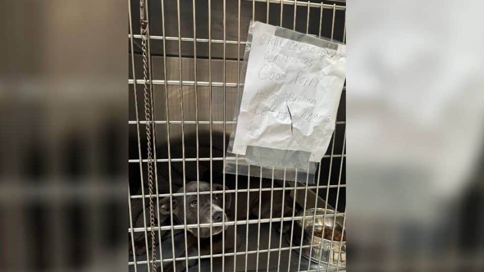 Abandoned Dog With Tearful Eyes Finds Hope After Being Left Outside Shelter