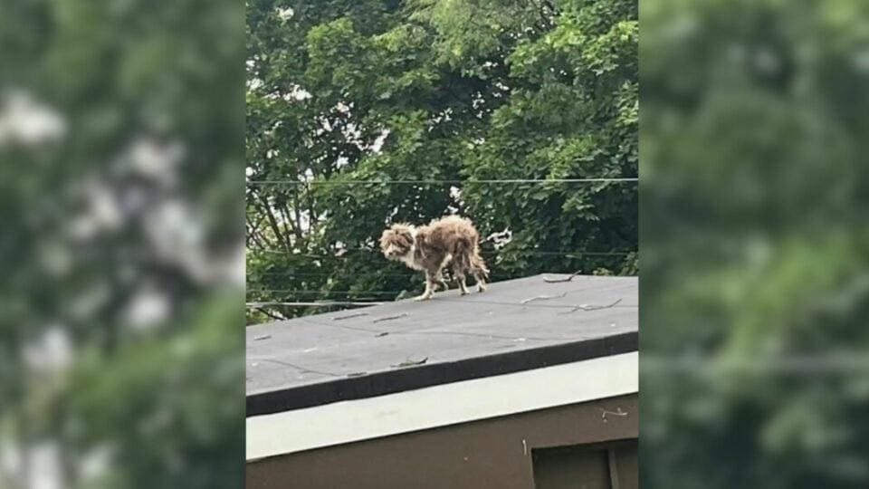 New Jersey Resident Noticed Something Furry On Rooftop And Was Stunned To Realize What It Was