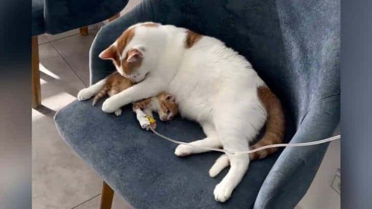 How A Sick Street Kitten Became The Heart Of A Veterinary Clinic