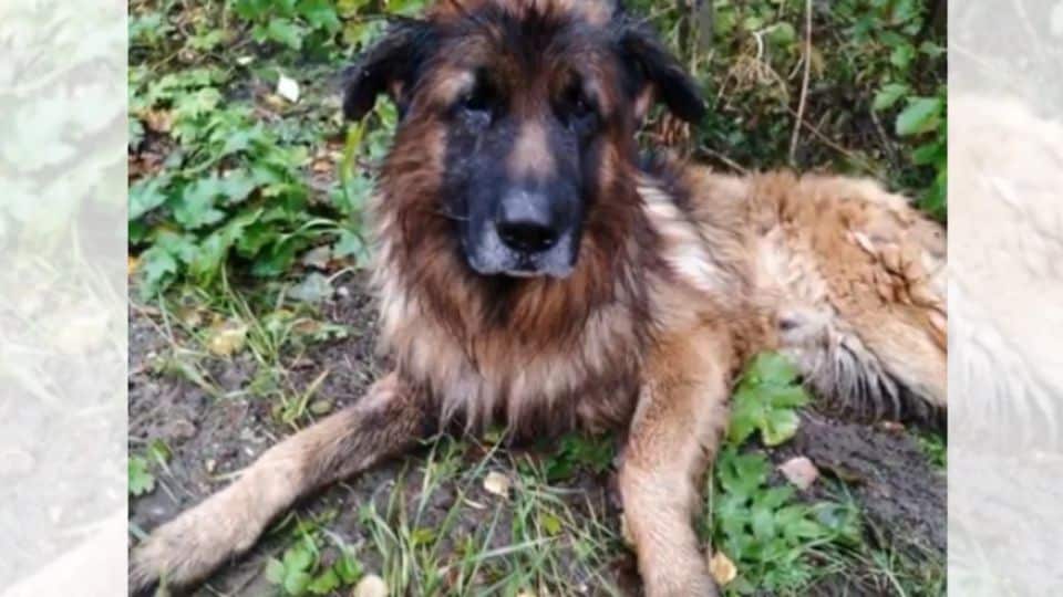 Puppy Buried Alive Refused To Die And Walked Until Someone Saved Him