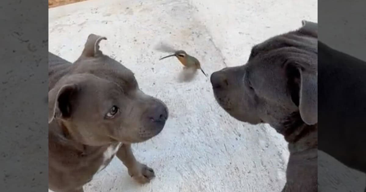 Adorable Pit Bulls Develop a Remarkable Friendship with A Wild Hummingbird
