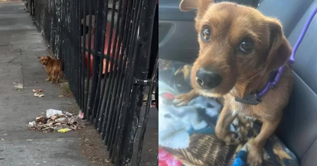 Lonely Puppy With A Broken Paw Cried In Pain Until Kind Rescuers Came To Save Him