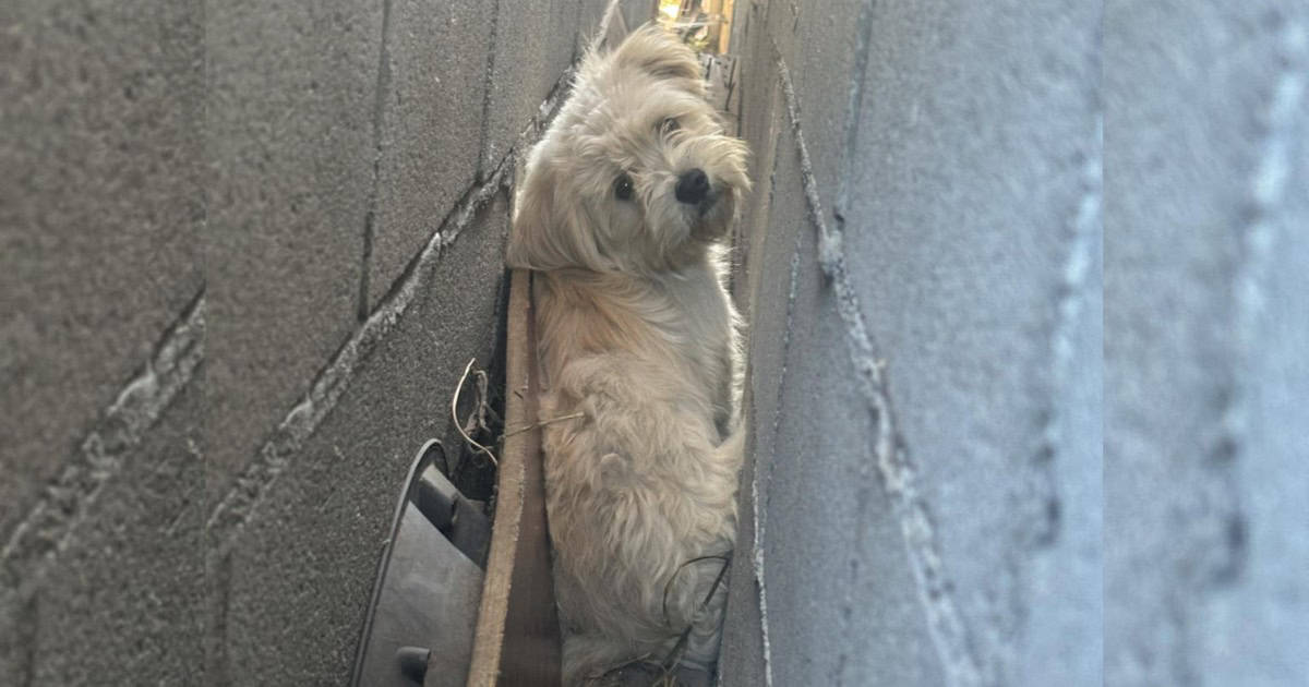 People Were Shocked To Find A Tiny Dirty Pup Hiding In The Tight Space Between Garage Walls