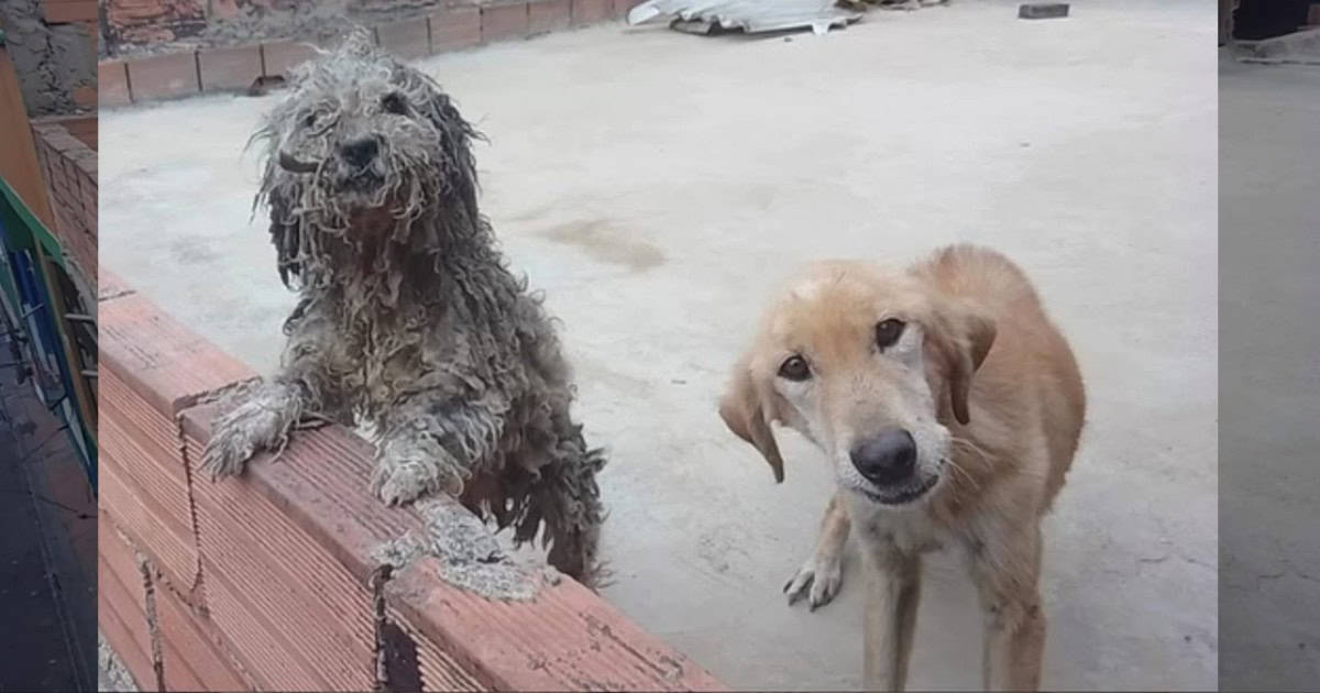 Women Found Two Poor Dogs Locked Away on Rooftop, Crying for Help And Food