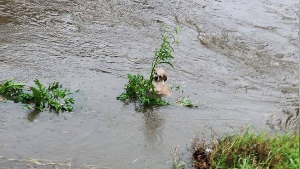 Tiny Puppy Saved From Rising Flood Finds the Loving Home He Deserved