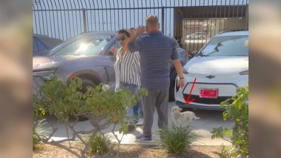 Heartbroken Pup Searches Car Lot For Anyone Who Will Love Him