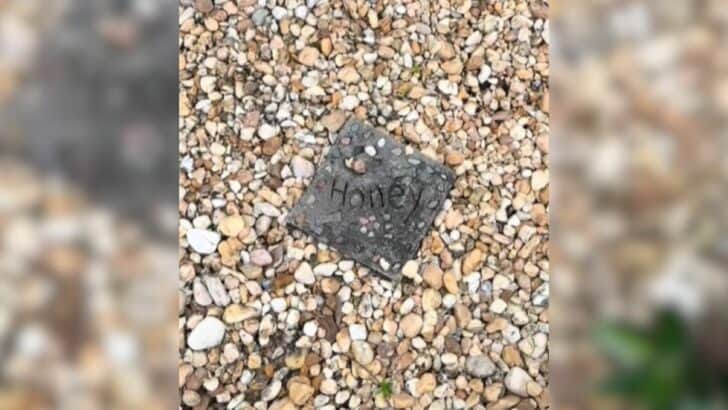 Woman Moved Into a New Home and Found a Dog’s Grave That Led to a Beautiful Surprise