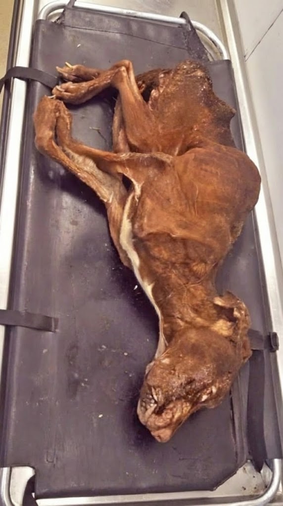 He Was Found Shivering Inside a Plastic Bag — The Puppy Everyone Thought Was Already Gone