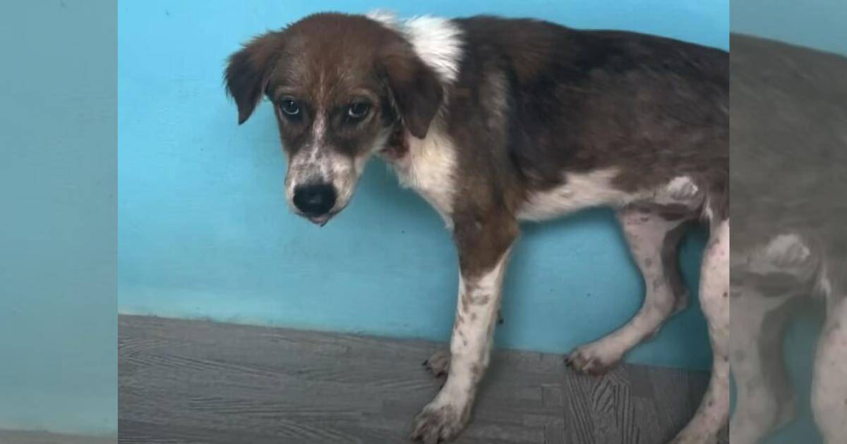 Distressed Dog Wearing Something Unusual Around Her Neck Hides from All Rescuers