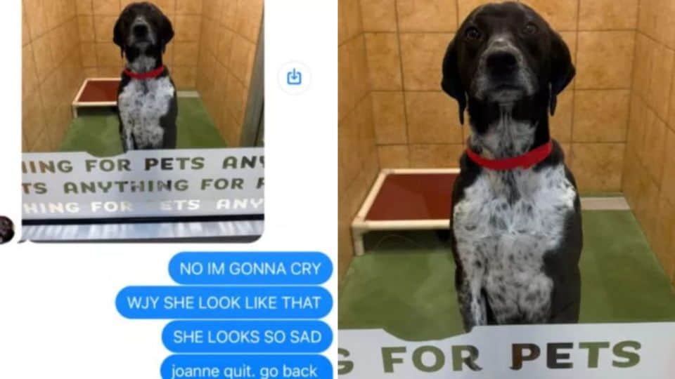New York Woman’s Pup Looked Miserable In Her Daycare Photo But The Real Story Left Everyone Laughing