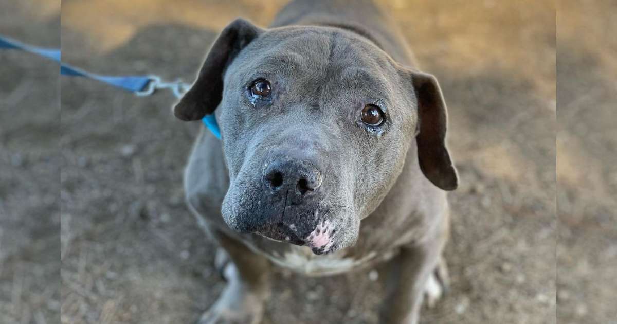 Senior Dog Yearns For A Forever Home As All Potential Adopters Reject Him