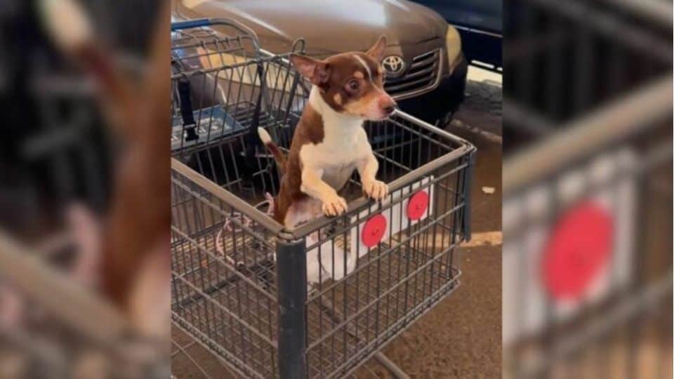 Heartbroken Arizona Woman Discovers Frightened Puppy Waiting in a Parking Lot Cart
