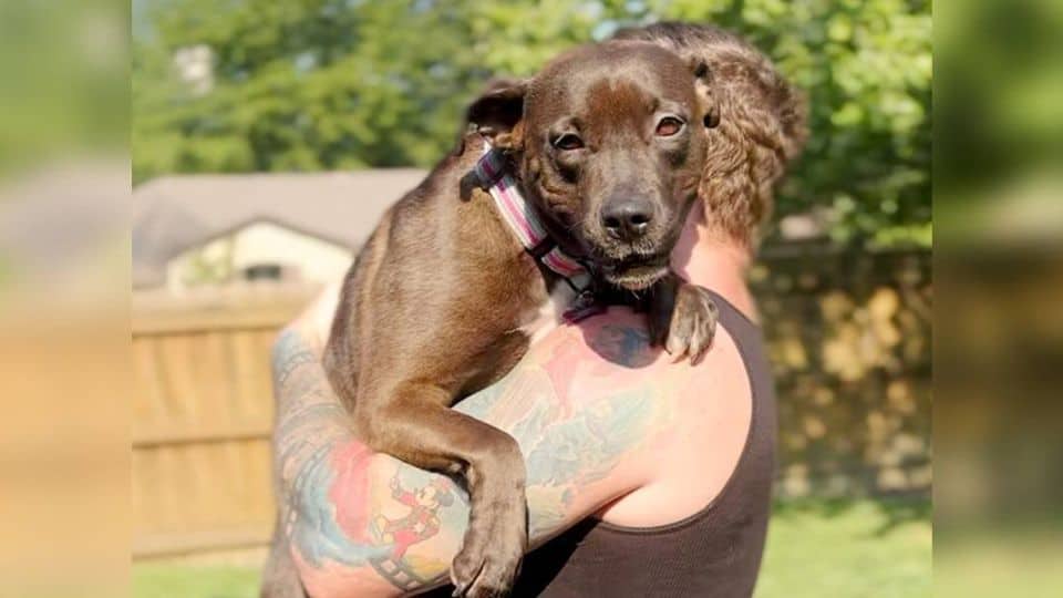 Abandoned Mama Dog Finds Comfort in the Arms of a Kind Foster