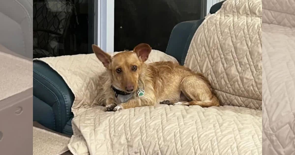 From Hotel Parking Lot to Loving Home: A Dog’s Heartwarming Journey
