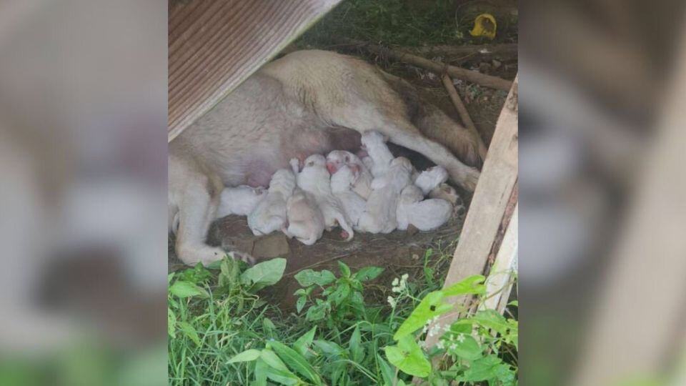 A Mother Dog’s Fight for Her Puppies Brings Hope to a Broken World