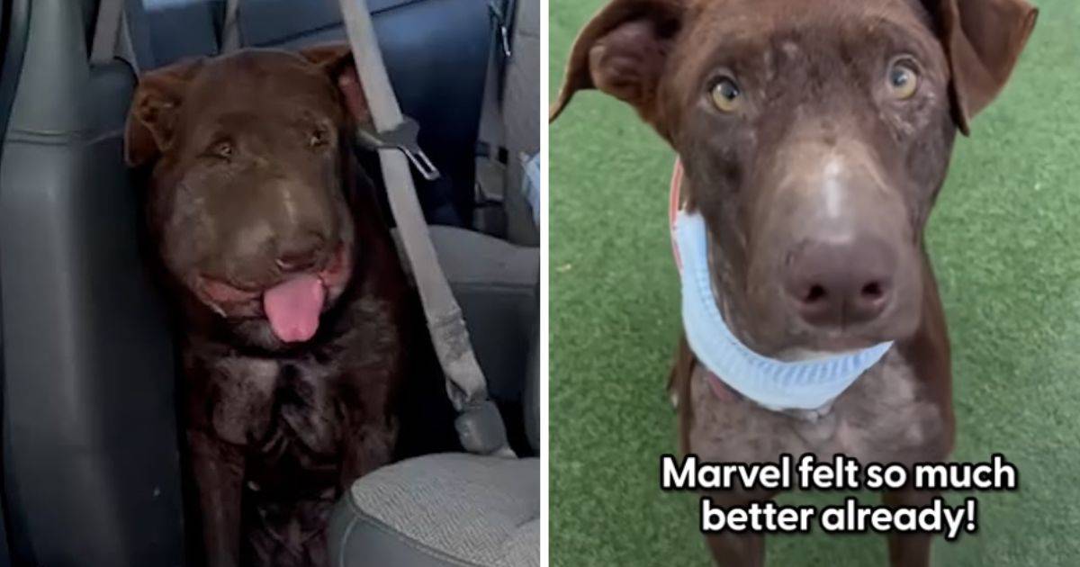 Dog Recovers from Swollen Face, Reunites with His Best Friend in Heartwarming Rescue!