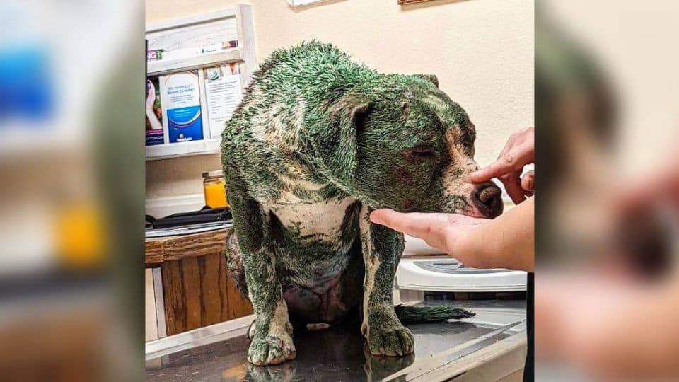 Rescuers Find a Dog Painted Green and Help Her Learn to Trust Again