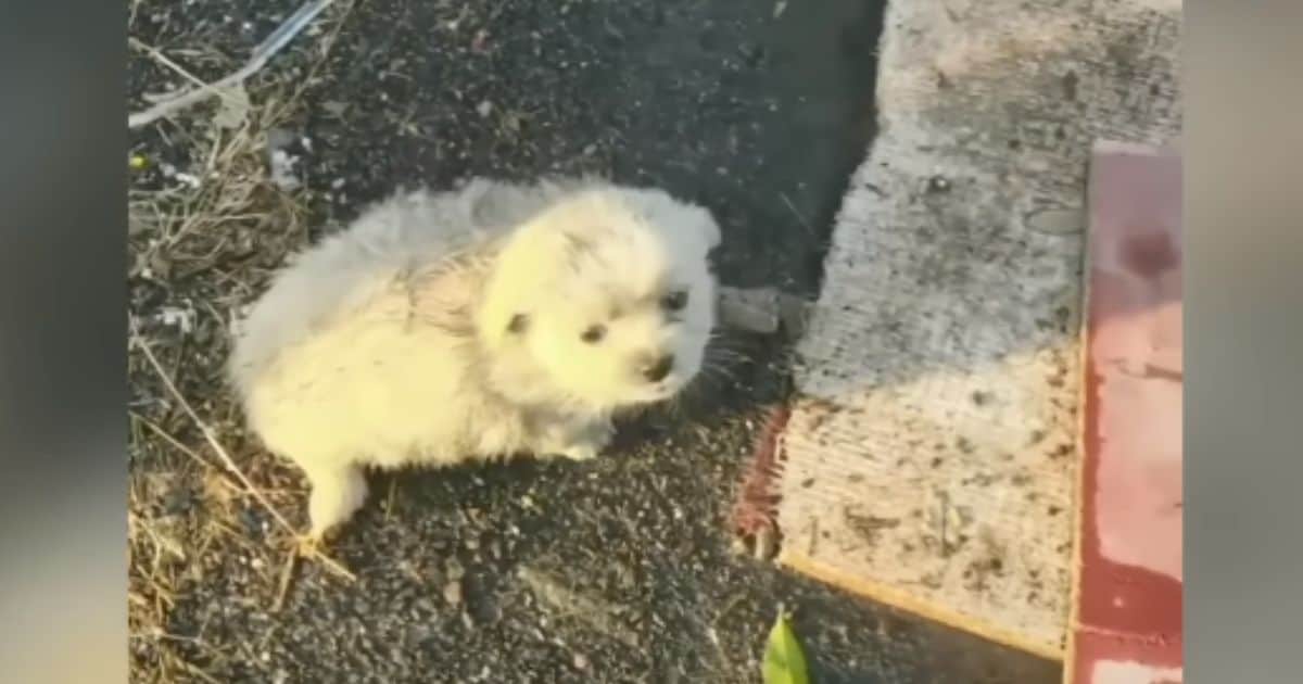 Dirty Pup Whines for Hooman to Go Back to His Rescue Spot to Find Something Important He Left Behind