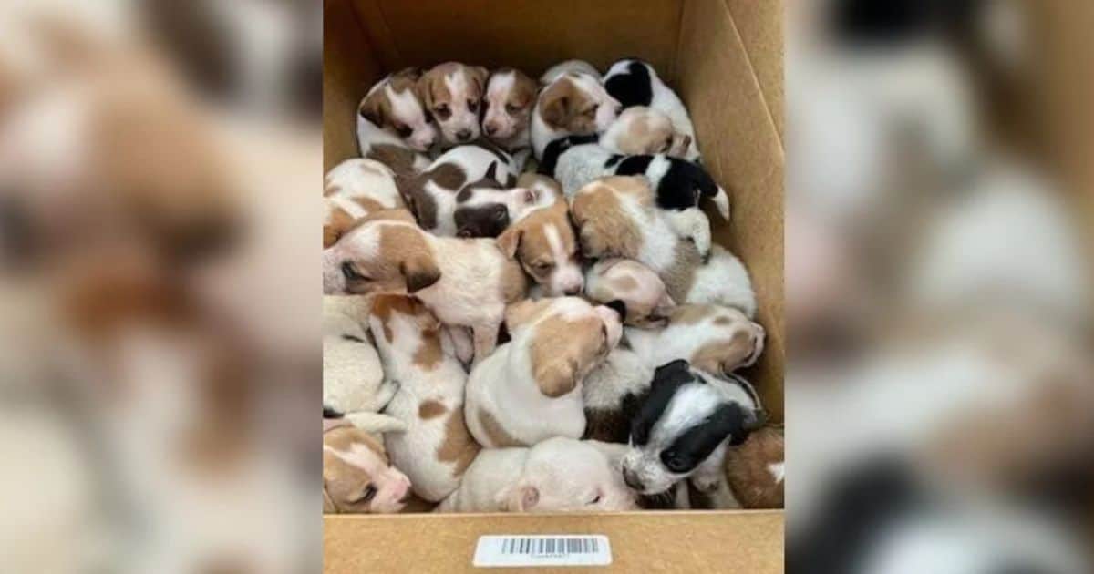 Kindhearted Bystanders Rescues 30 Abandoned Puppies in A Box On Rural Road