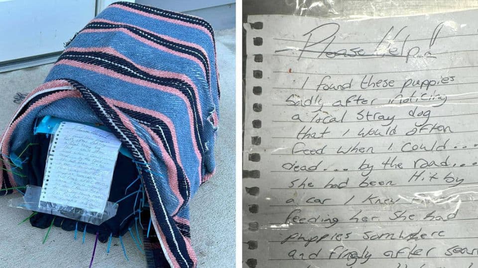 Shelter Finds a Crate of Puppies and a Letter That Broke Everyone’s Heart