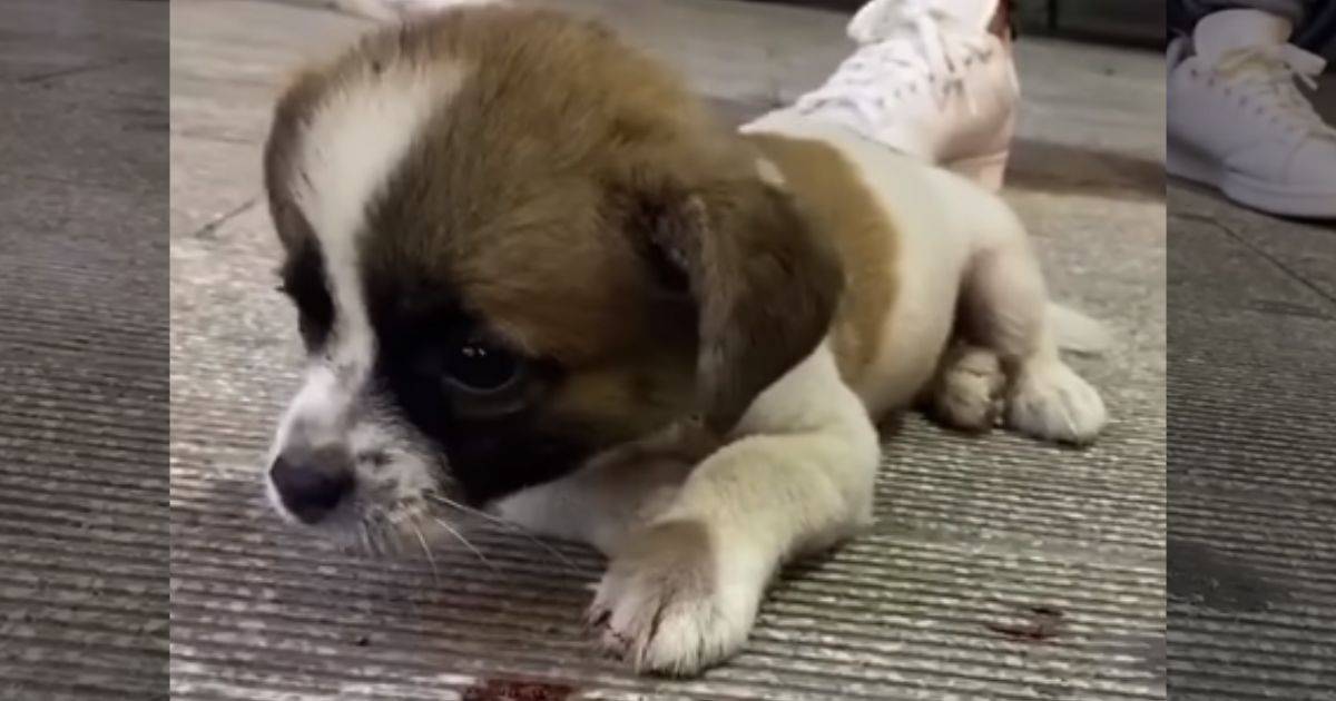 Injured Puppy Found Lying Motionless On The Street Begging For Help From Bystanders