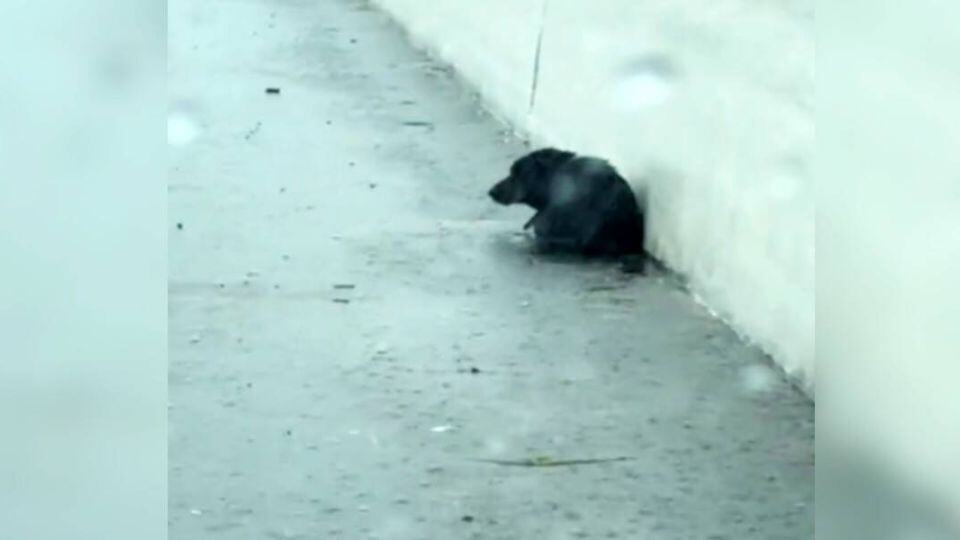 Scared Puppy Left in the Rain Finds Hope When One Woman Stops to Help