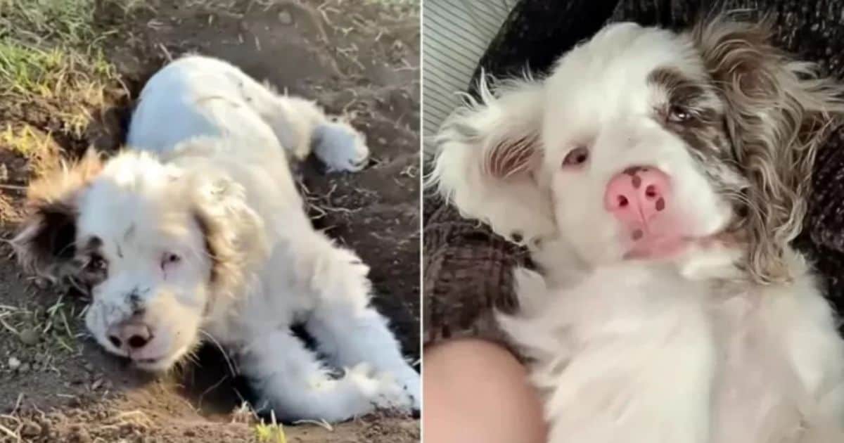 Deaf and Blind Cocker Spaniel Found A Loving Family That Promised Her The Most Beautiful Life