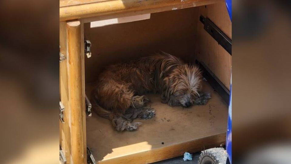 Forgotten Dogs Found Beside Trash Find Healing and Hope in Los Angeles
