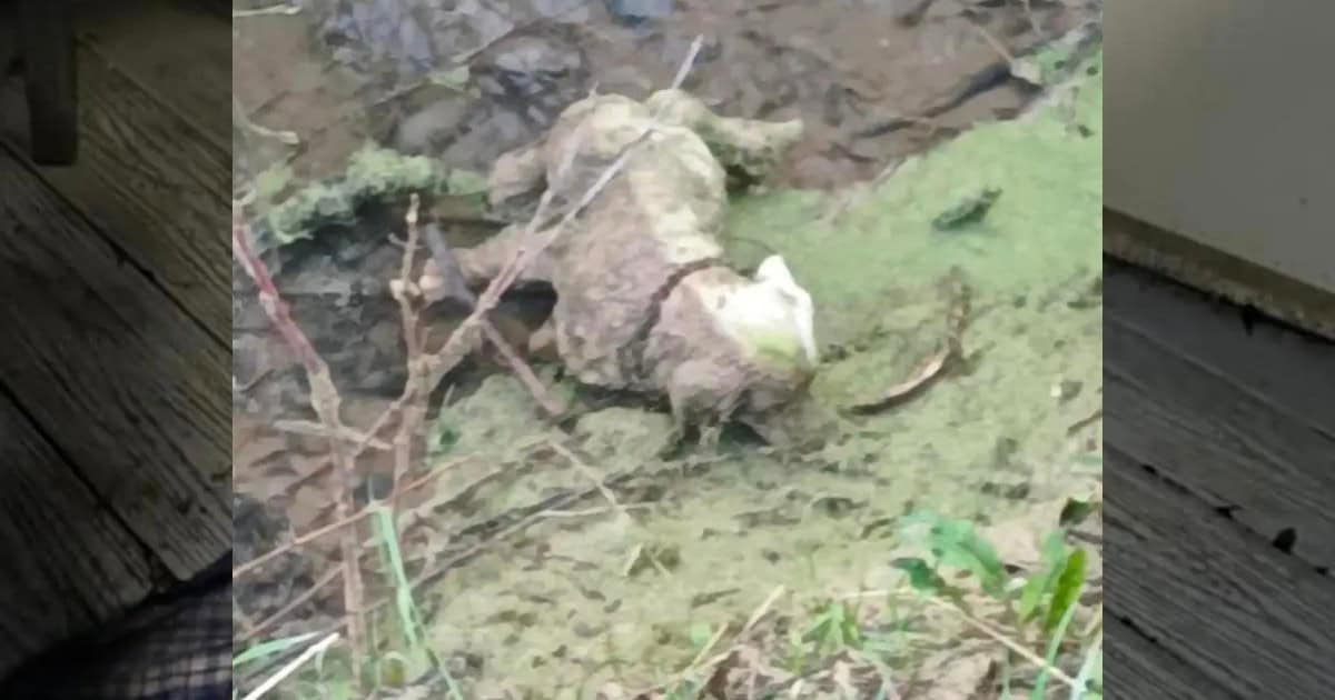 Rescuers Race to Save a Motionless Dog in a Ditch, But Things Weren’t As They Seemed