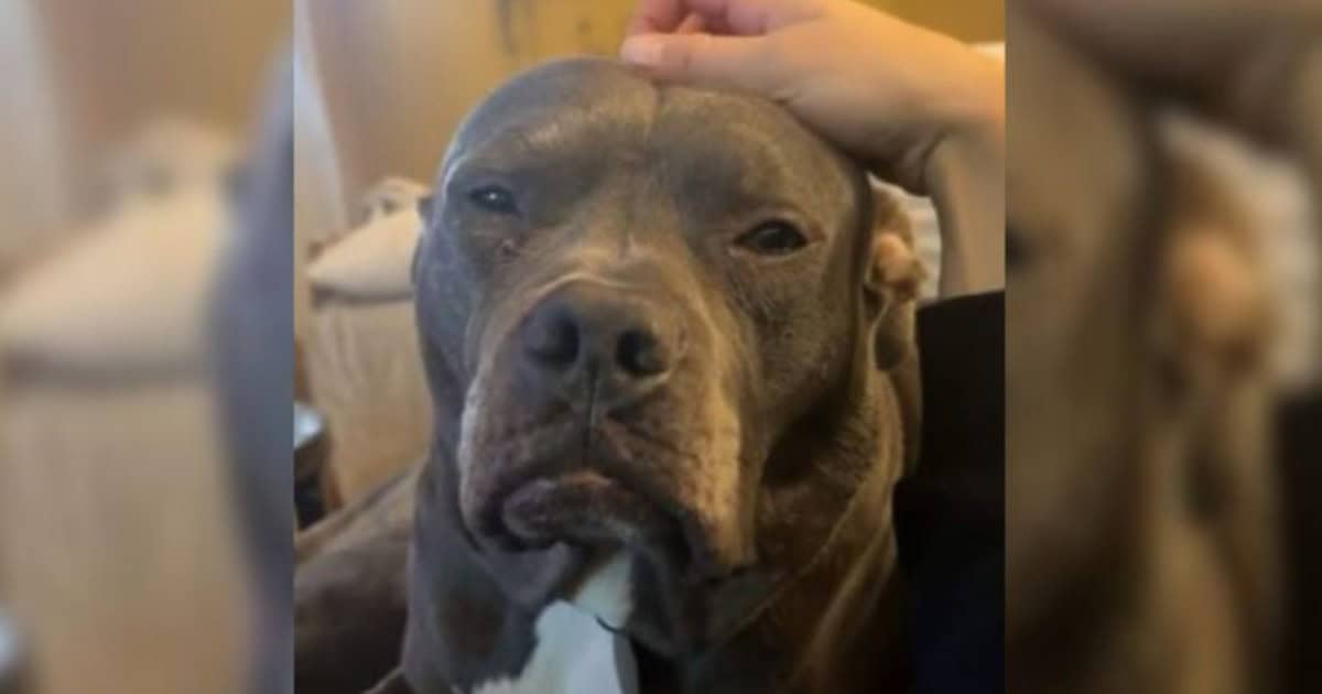 Shelter Staff Sadden as Sweet Dog Remains Unadopted Because People Said He ‘Looks Mean’
