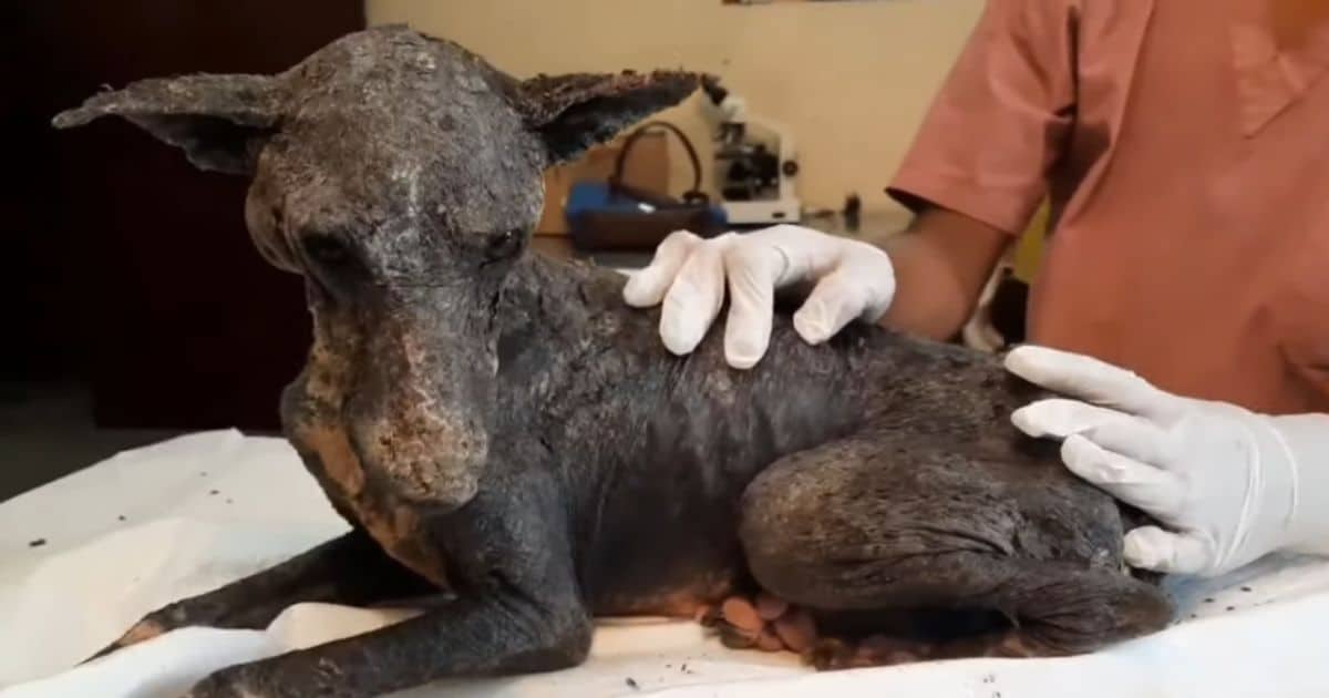 Heartbreaking Rescue Of A Dog Shunned And Rejected Because Of His Looks