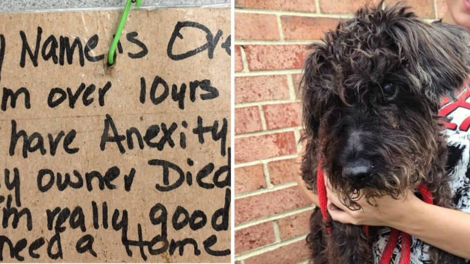 After Heartbreaking Abandonment, Old Dog Discovers a Second Chance at Love