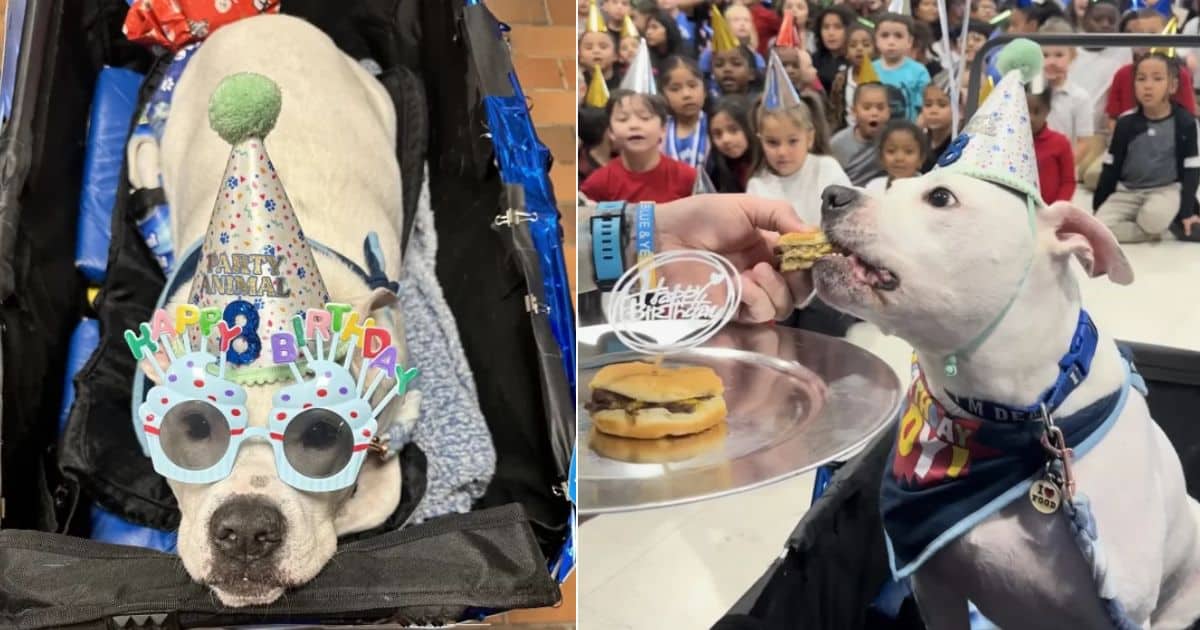 School Kids Do The Sweetest Thing For Deaf Therapy Dog On His Birthday
