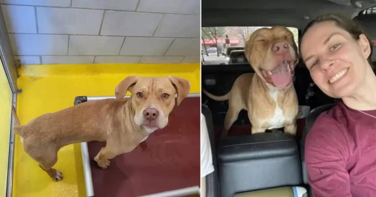 You Won’t Believe This Pup’s Reaction to His New Home!