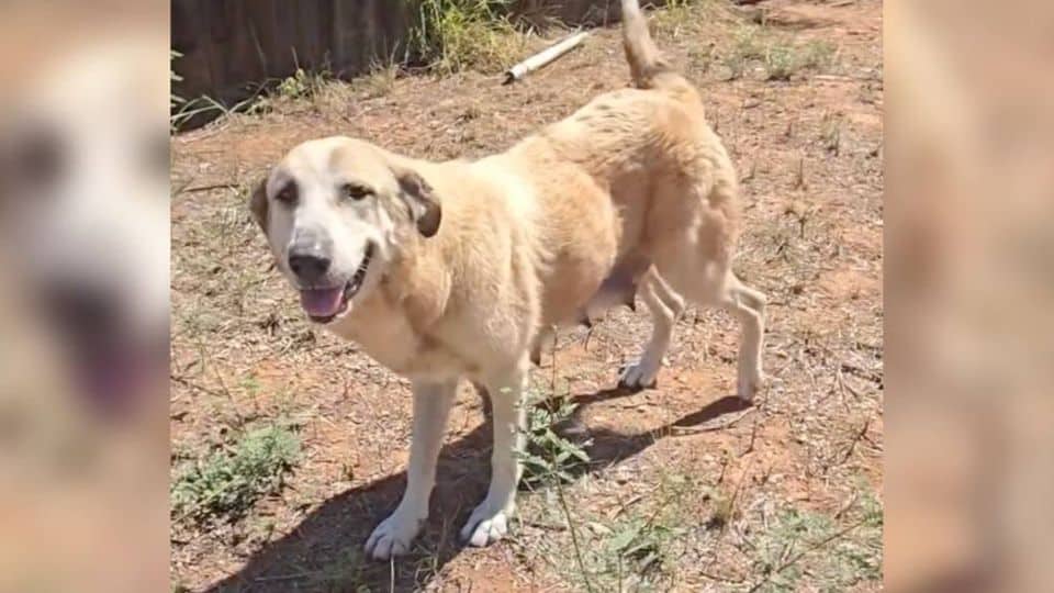 Texas Man Discovers Starving Dog Family While Looking for a Missing Husky
