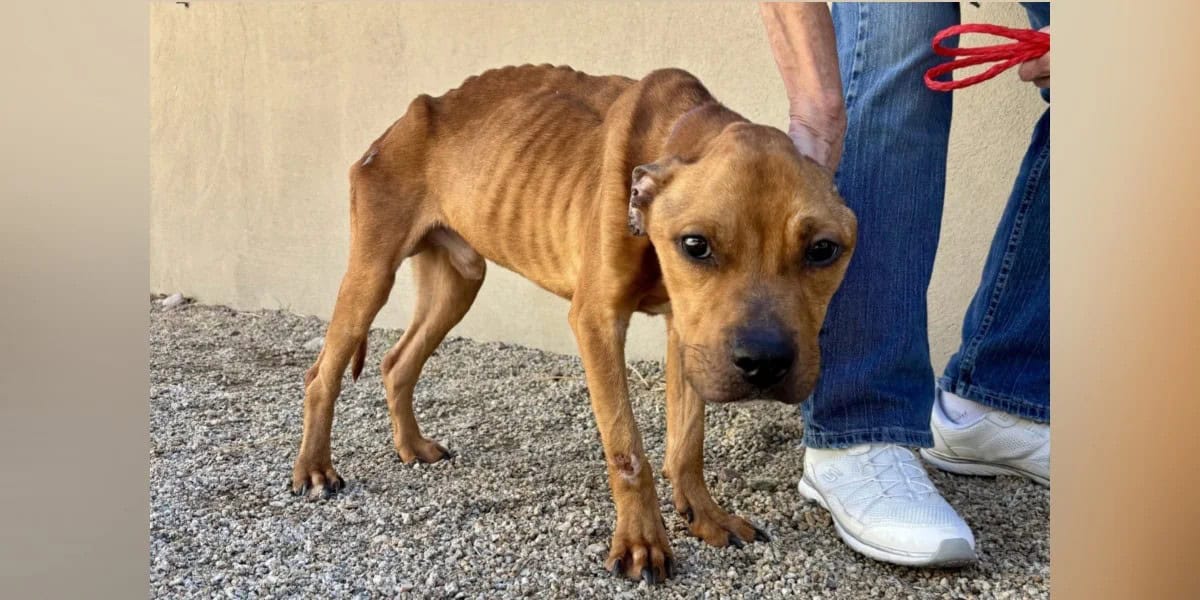 Shelter’s Skinniest Dog Finds Love And Becomes Unrecognizable