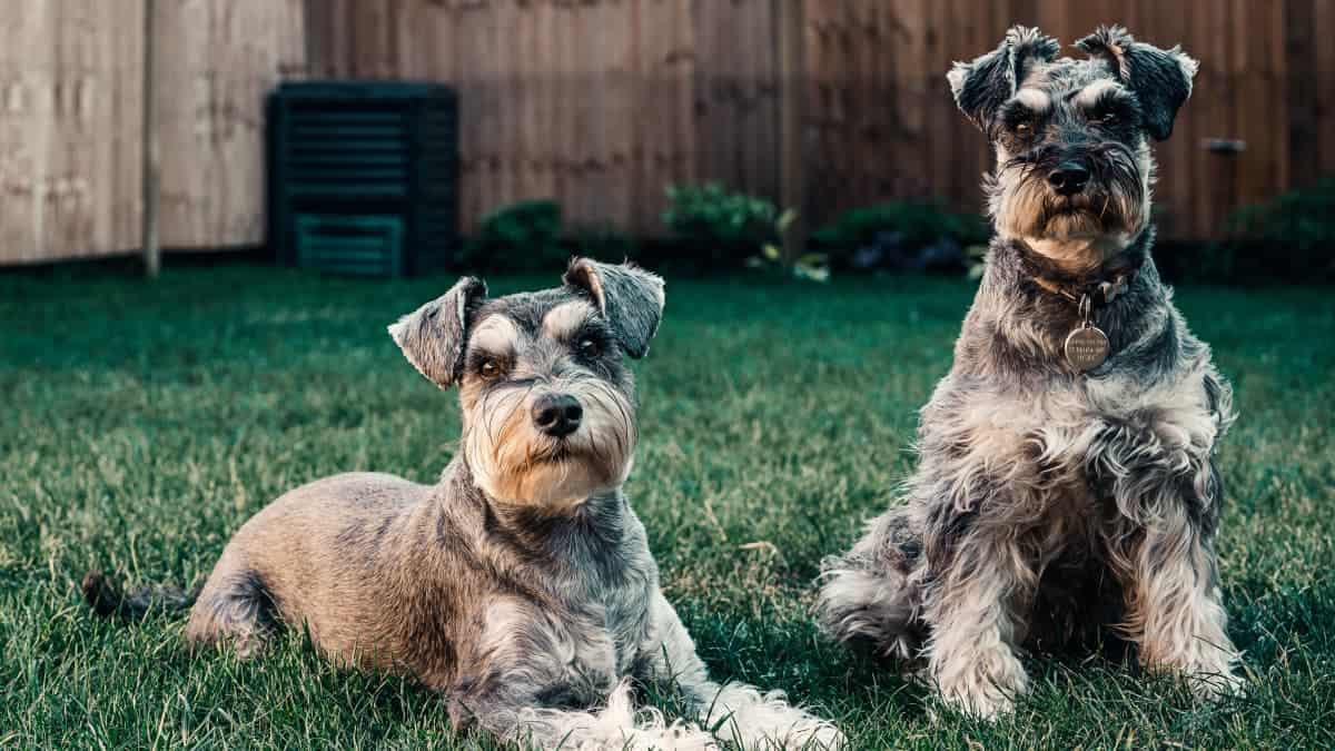 9 Reasons Why Schnauzers Might Not Be The Perfect Pet For Everyone