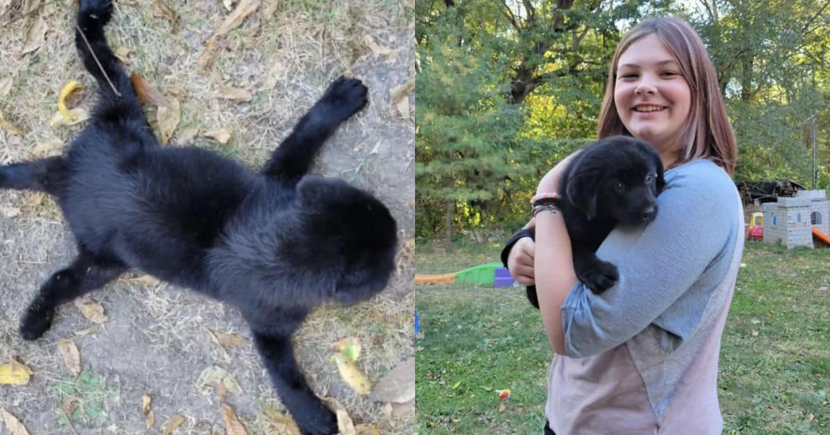 Flat Puppy Who Was Never Supposed To Stand Surprises Everyone