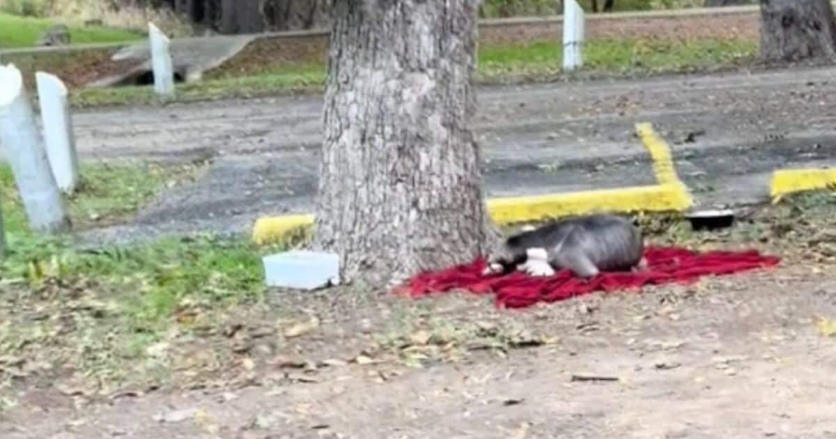 Starving Pup Family Sleeping On Rain-Soaked Blanket Wake Up To A Second Chance