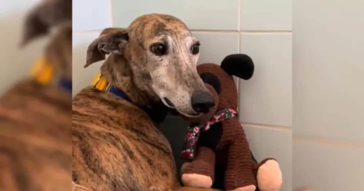 Terrified Pup Shakes in Fear After Abuse, Finds Comfort in His Beloved Stuffed Toy