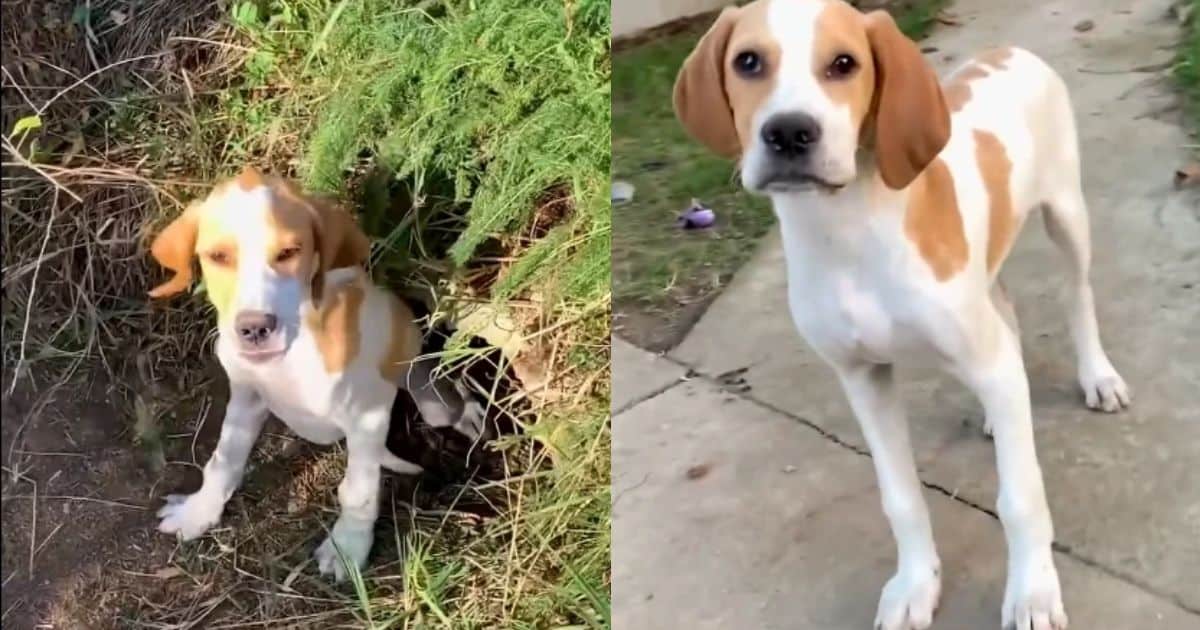 Heartbreaking and Inspiring Transformation of a Rescued Beagle Puppy