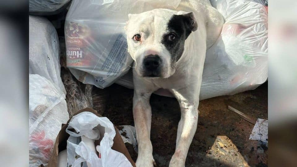 Senior Dog Found Abandoned in Dumpster Now Begins His Journey to Healing