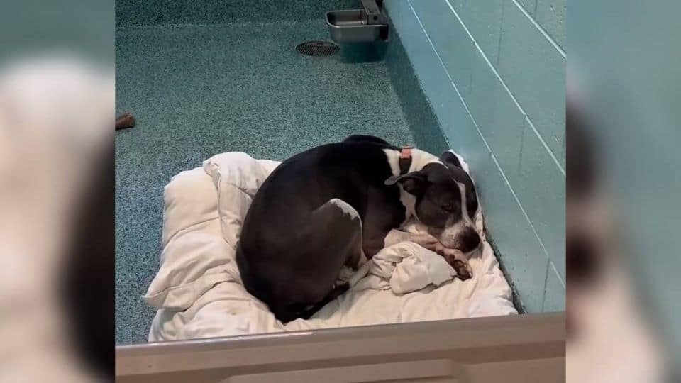 Senior Shelter Dog Deja Waits Nearly Three Years For A Family To Love Her