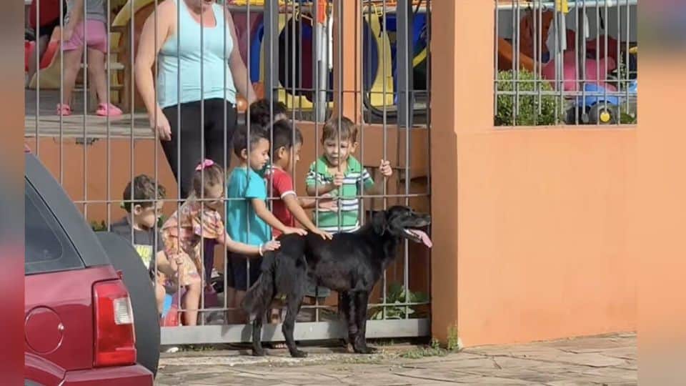 A Sweet Dog’s Daily Visit Teaches Kids About Compassion
